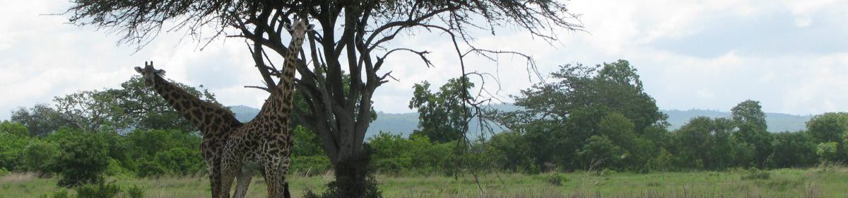 MSU EWB: Tanzania Trip 2017